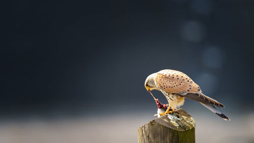 Close-up of bird perching on wooden post