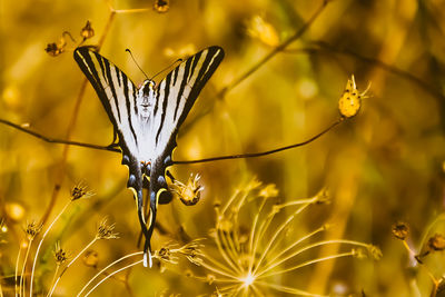 Close-up of butterfly pollinating on yellow flower