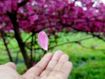 Close-up of hand holding flower