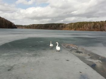 Swans on a lake