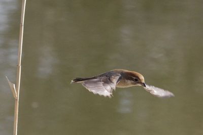 Close-up of bird flying against blurred background