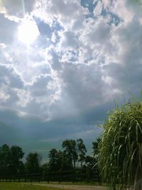 Low angle view of trees on field against sky