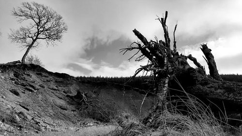 Bare tree on field against sky