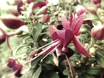 Close-up of pink flower