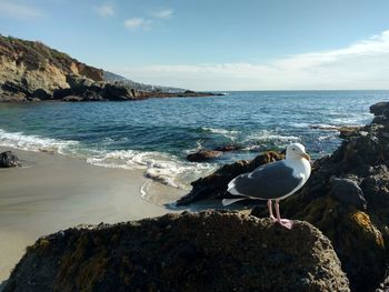 Seagull perching on rock by sea against sky