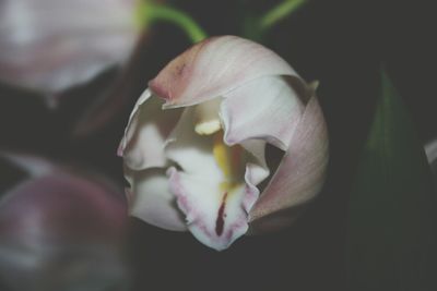 Close-up of flowers