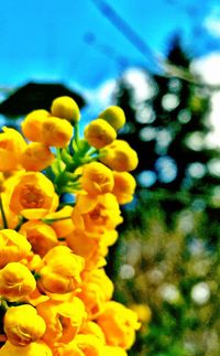 Close-up of yellow flowers