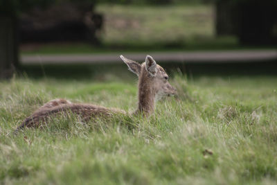 View of deer on grass
