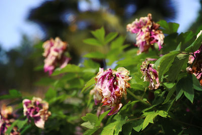 Close-up of pink flowering plant