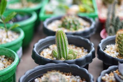 Close-up of succulent plant in market