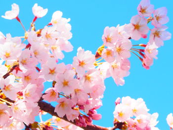 Low angle view of cherry blossoms against blue sky