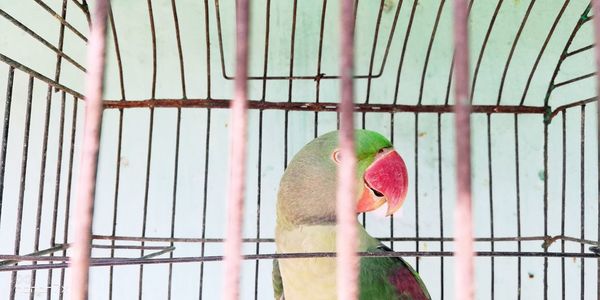 Close-up of parrot in cage