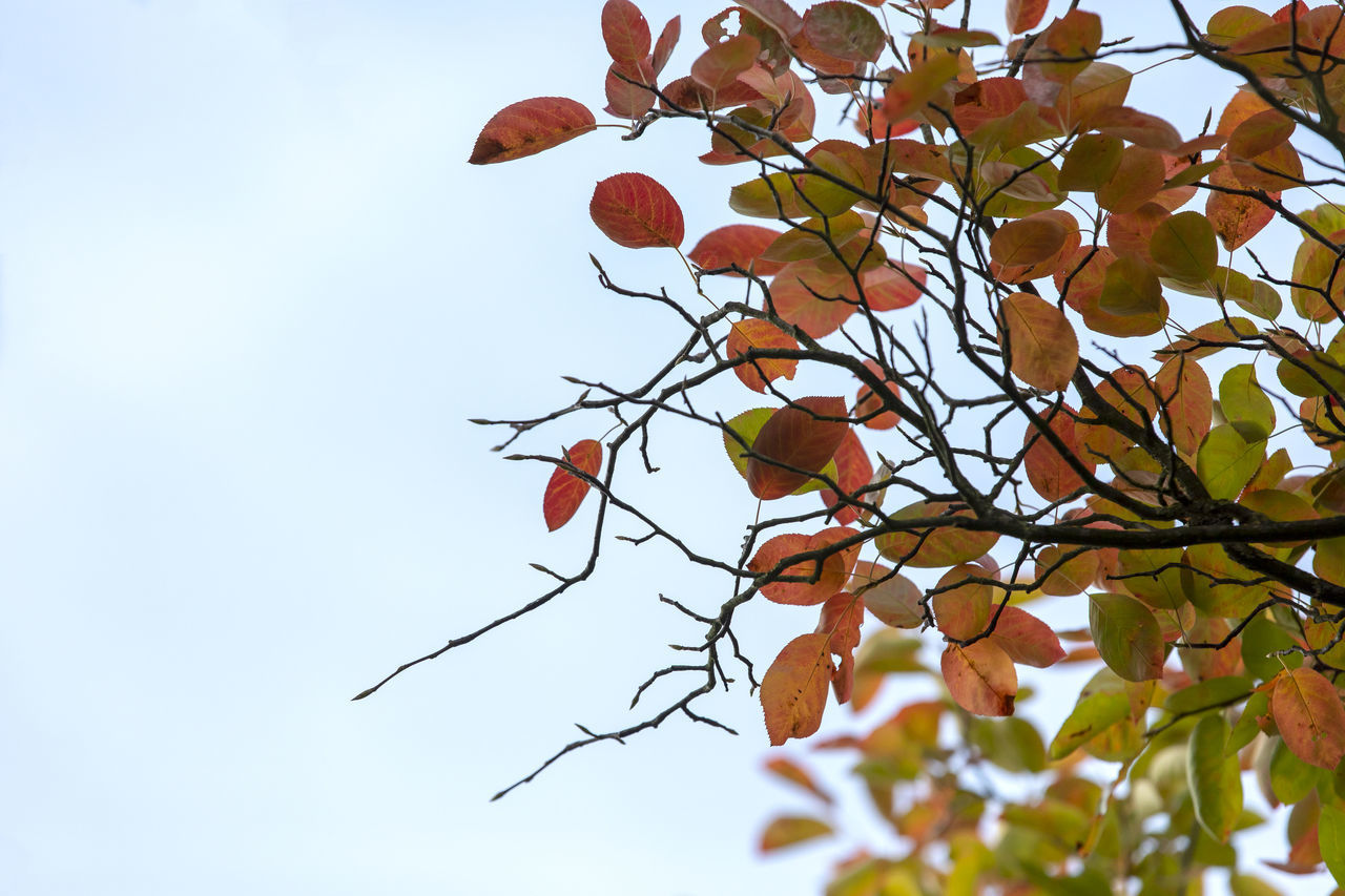 LOW ANGLE VIEW OF FRUIT TREE AGAINST SKY