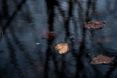 High angle view of turtle in lake