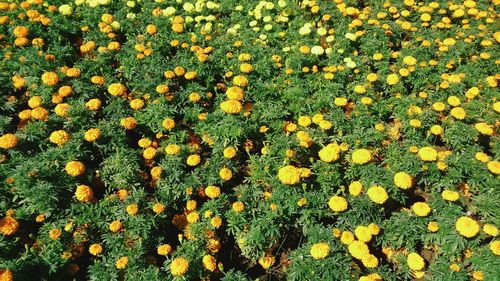 High angle view of flowering plants on field