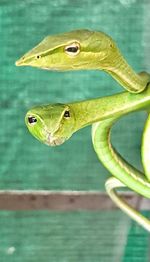 Close-up of frog on leaf