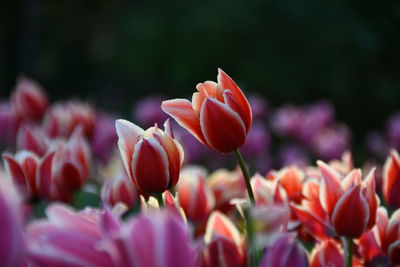 Close-up of red tulips