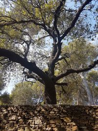 Low angle view of tree against sky