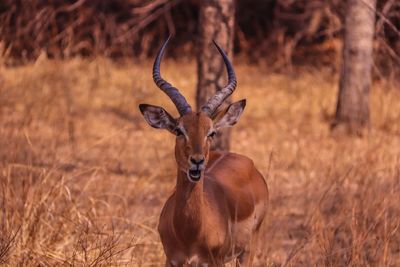 Portrait of antilope in field 