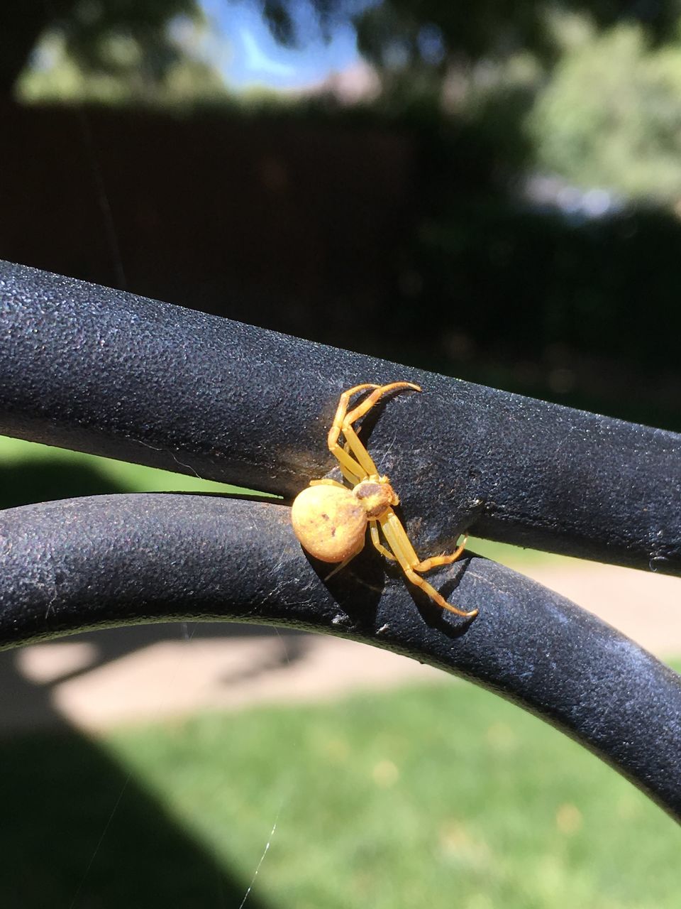 CLOSE-UP OF INSECT ON RAILING