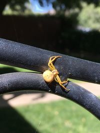 Close-up of insect on metal railing