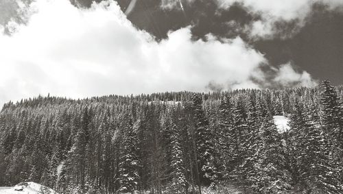 Low angle view of trees against sky