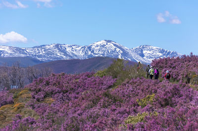 Purple flowers with snowcapped mountains in background against blue sky