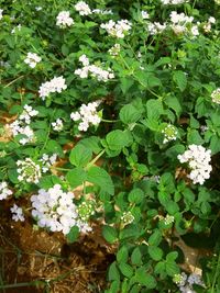 Close-up of flowers