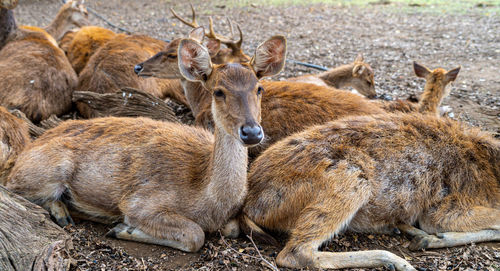 Herd of samba deer close up low level portrait