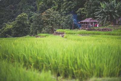 Plants growing on field