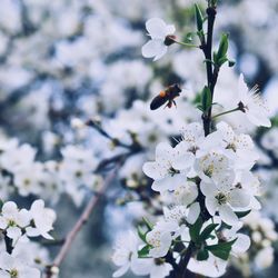 Close-up of bee pollinating on cherry blossom