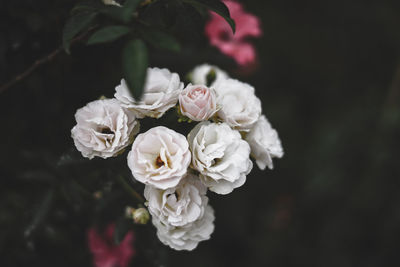 Close-up of white roses