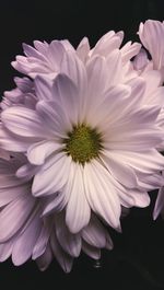 Close-up of pink flower