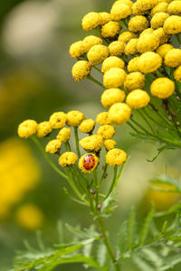 Close-up of insect on yellow flower