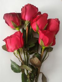 Close-up of pink flowers against white background