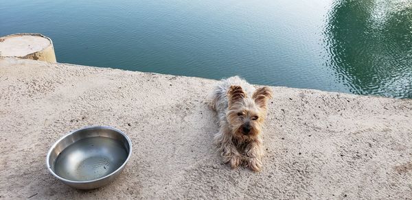 High angle view of dog on beach