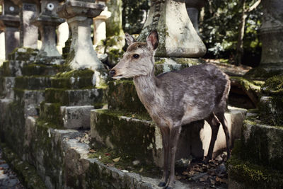 View of deer