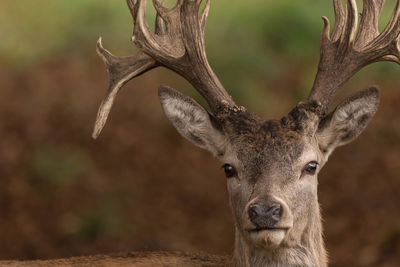 Stag close up