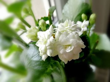 Close-up of white rose