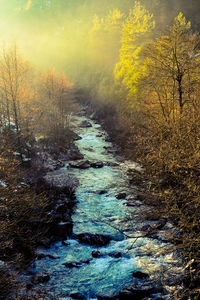 River flowing through forest