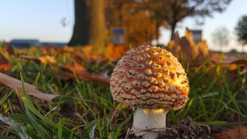 Close-up of mushroom growing on field