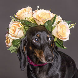 Close-up of dog wearing flowers against gray background