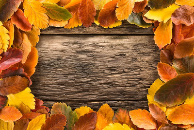 Autumn leaves on rock