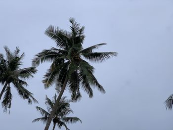 Low angle view of coconut palm tree against clear sky