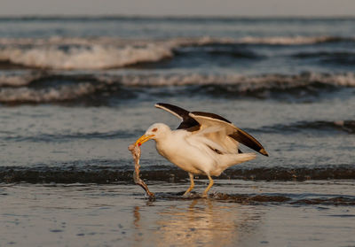 Bird on shore