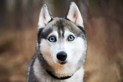 Close-up portrait of dog