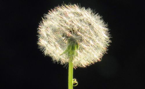 Close-up of dandelion against black background