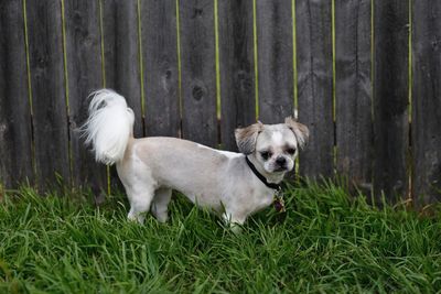 Portrait of dog on grass