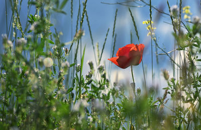 Close-up of red poppy flowers growing on field