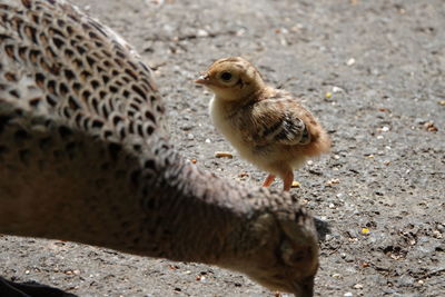 Close-up of a bird on land